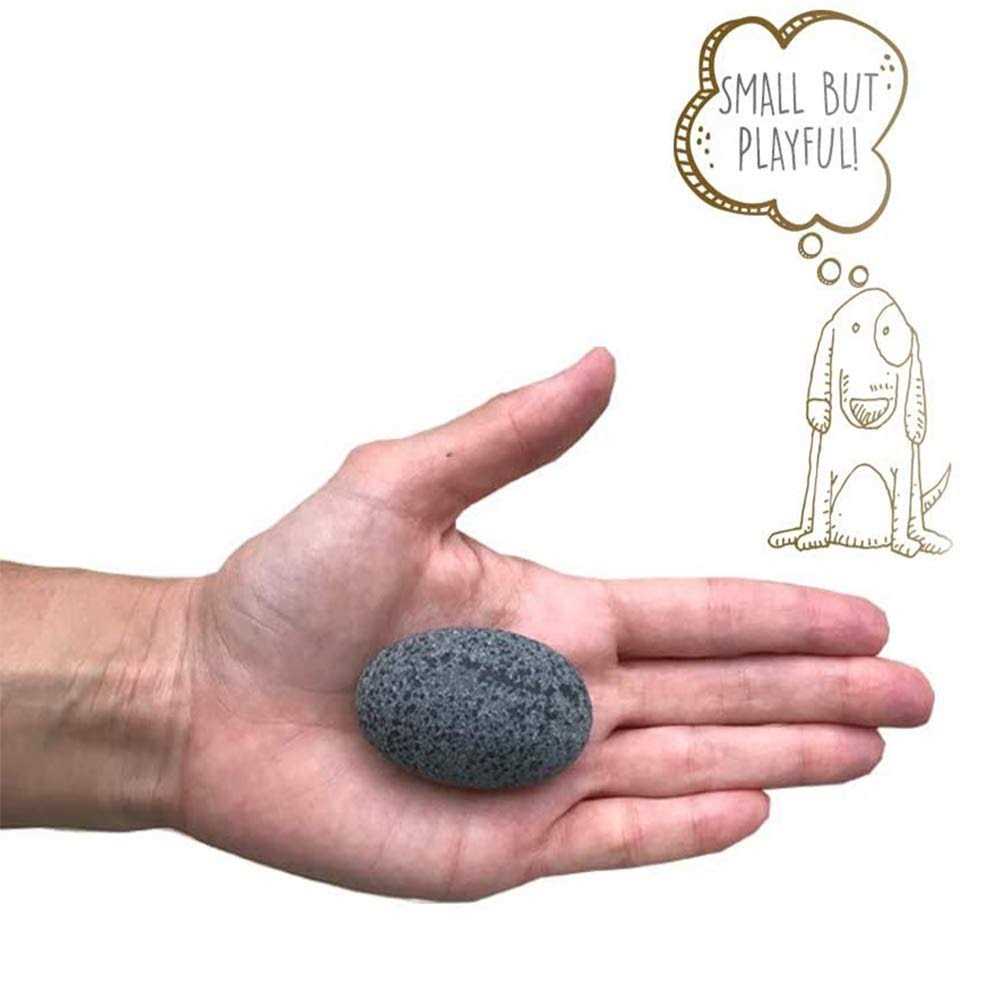 Pet Rock I46411