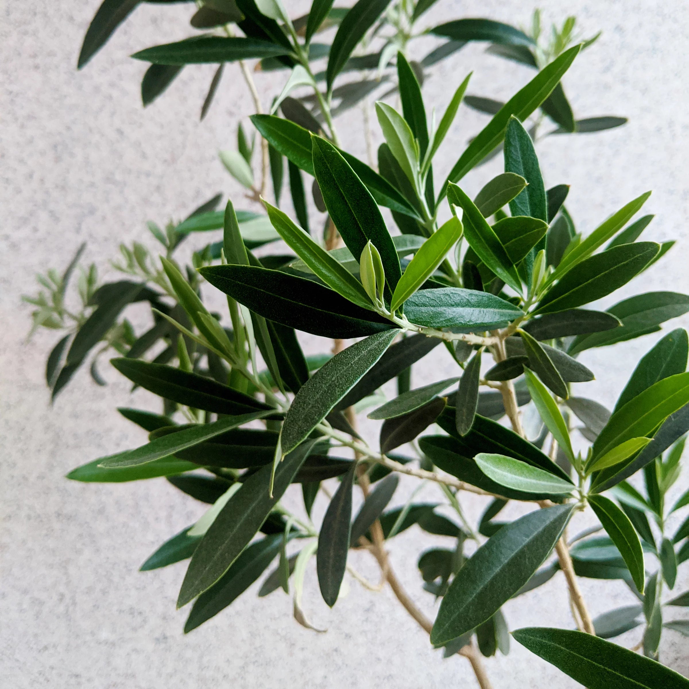 Olive Tree in Grower Container - 1 Piece H89271