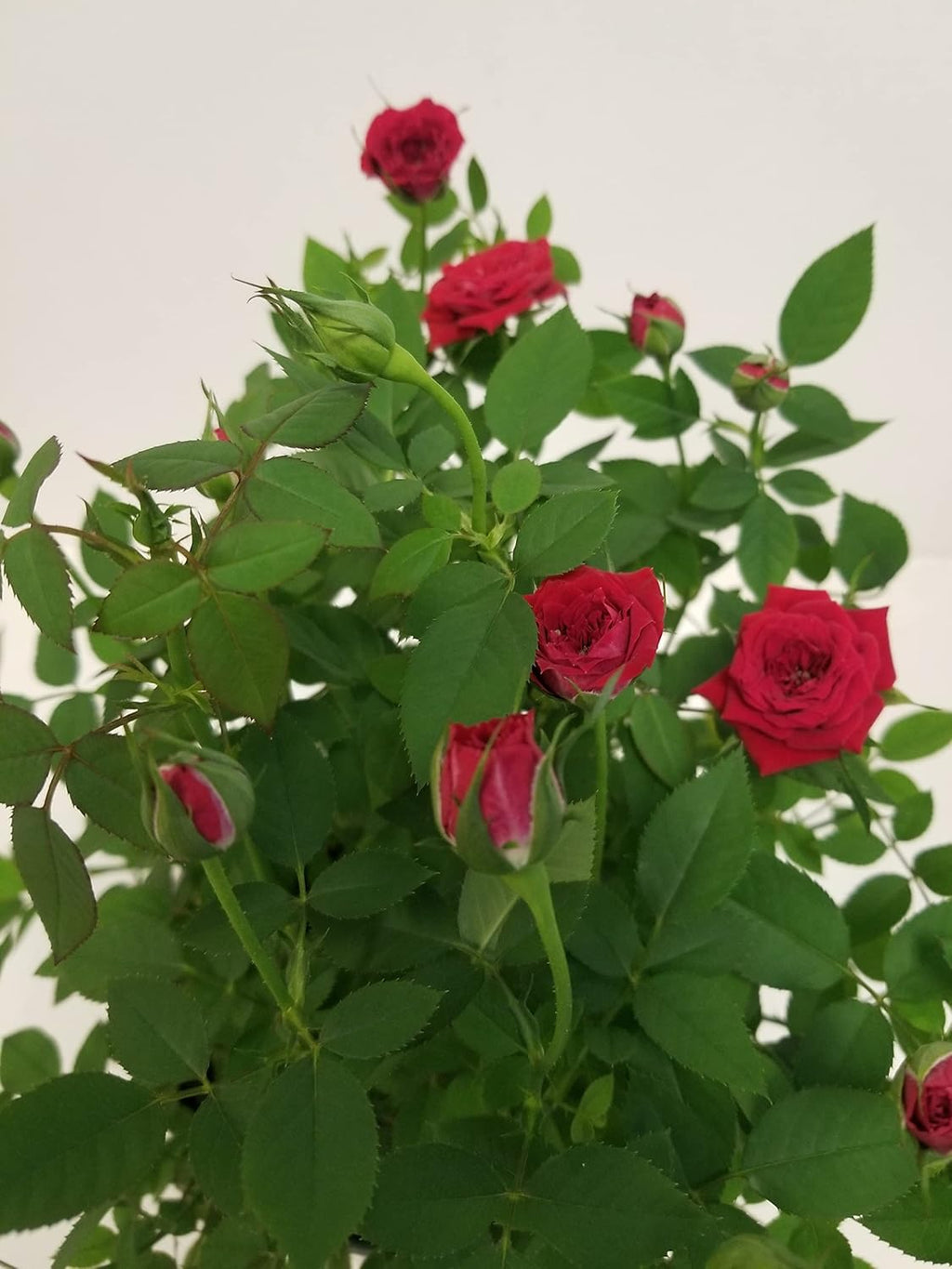 4" Live Mini Red Rose Bush in a 4" Plastic Grow Pot P406718
