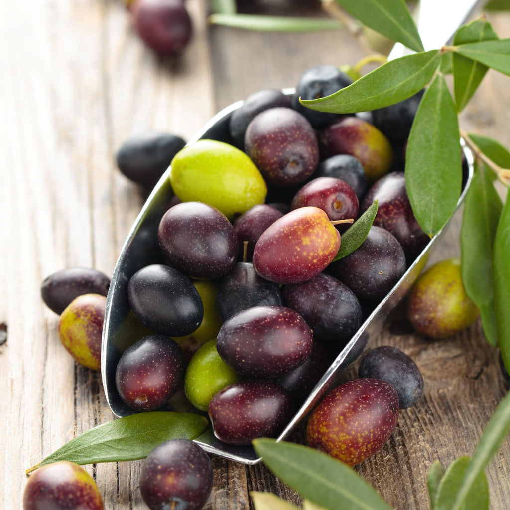 Olive Tree in Grower Container - 1 Piece H89271
