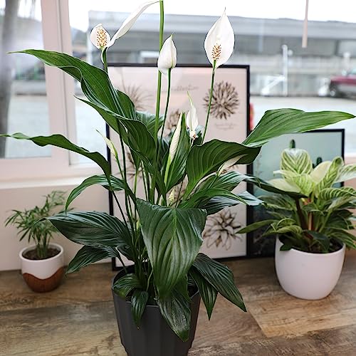 6 Inch Peace Lily in Plant Pot S444