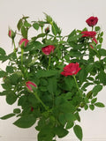 4" Live Mini Red Rose Bush in a 4" Plastic Grow Pot P406718