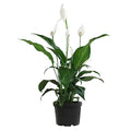 6 Inch Peace Lily in Plant Pot S444