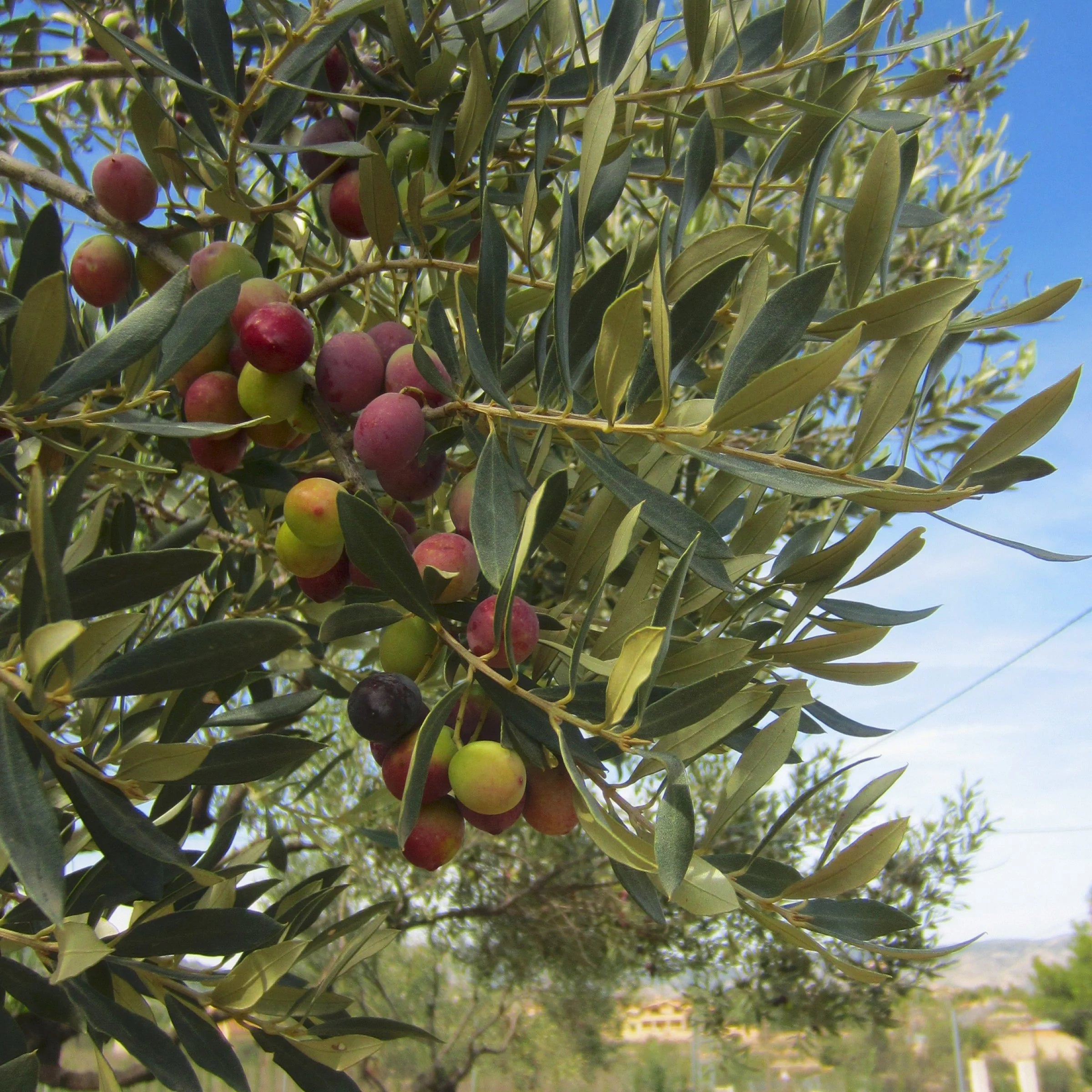 Olive Tree in Grower Container - 1 Piece H89271