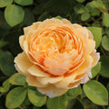 Yellow Rose Bush S9971