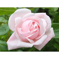 1 Gallon Live Rose Plant X784305