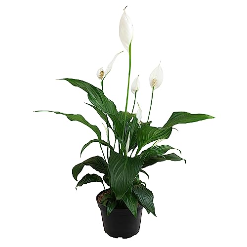 6 Inch Peace Lily in Plant Pot S444