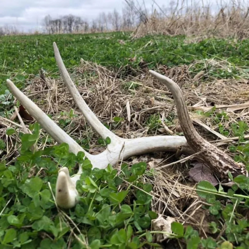 5 lbs Deer Food Plot Seed Q8761