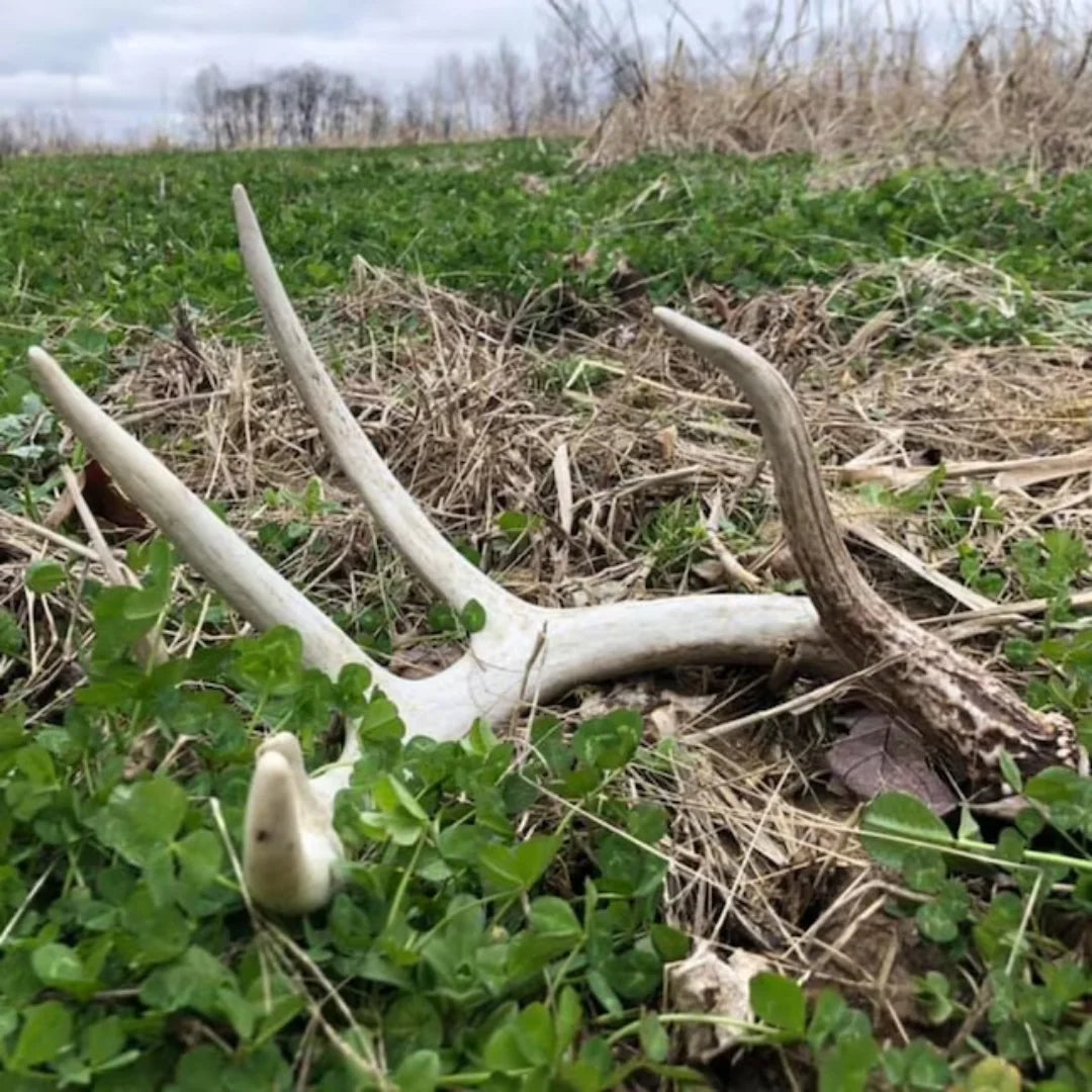 5 lbs Deer Food Plot Seed Q8761