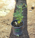 1 Gallon Potted Arrayan Fruit Tree P5705