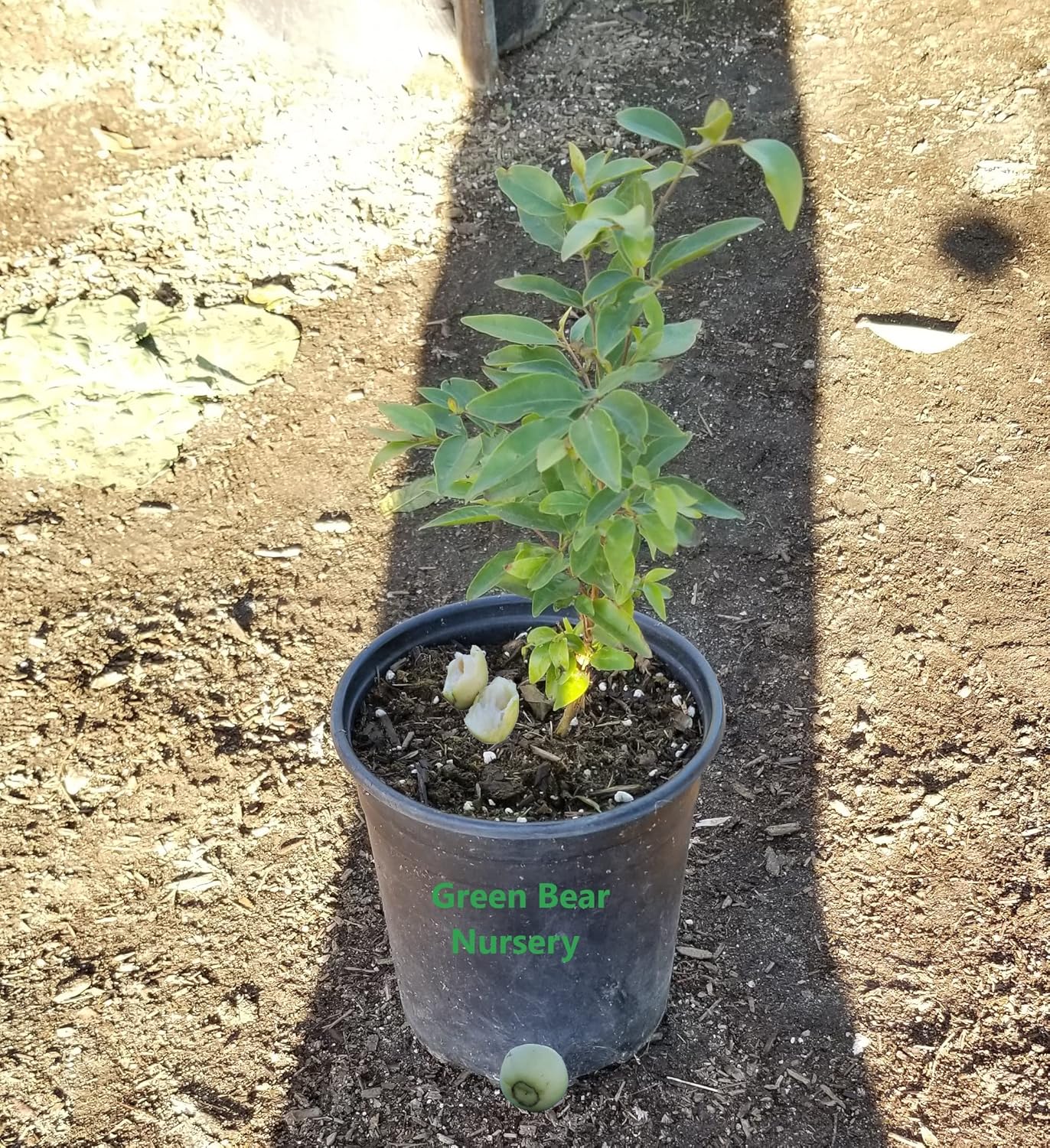 1 Gallon Potted Arrayan Fruit Tree P5705