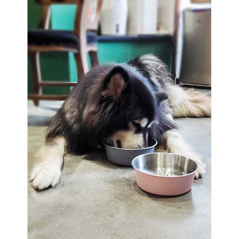Elevated Dog Bowls with 2 Stainless Steel Dog Food Bowls E47551