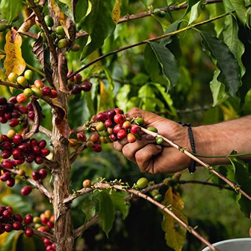 100% Kona Coffee 16 oz Bag Ground Coffee M658359