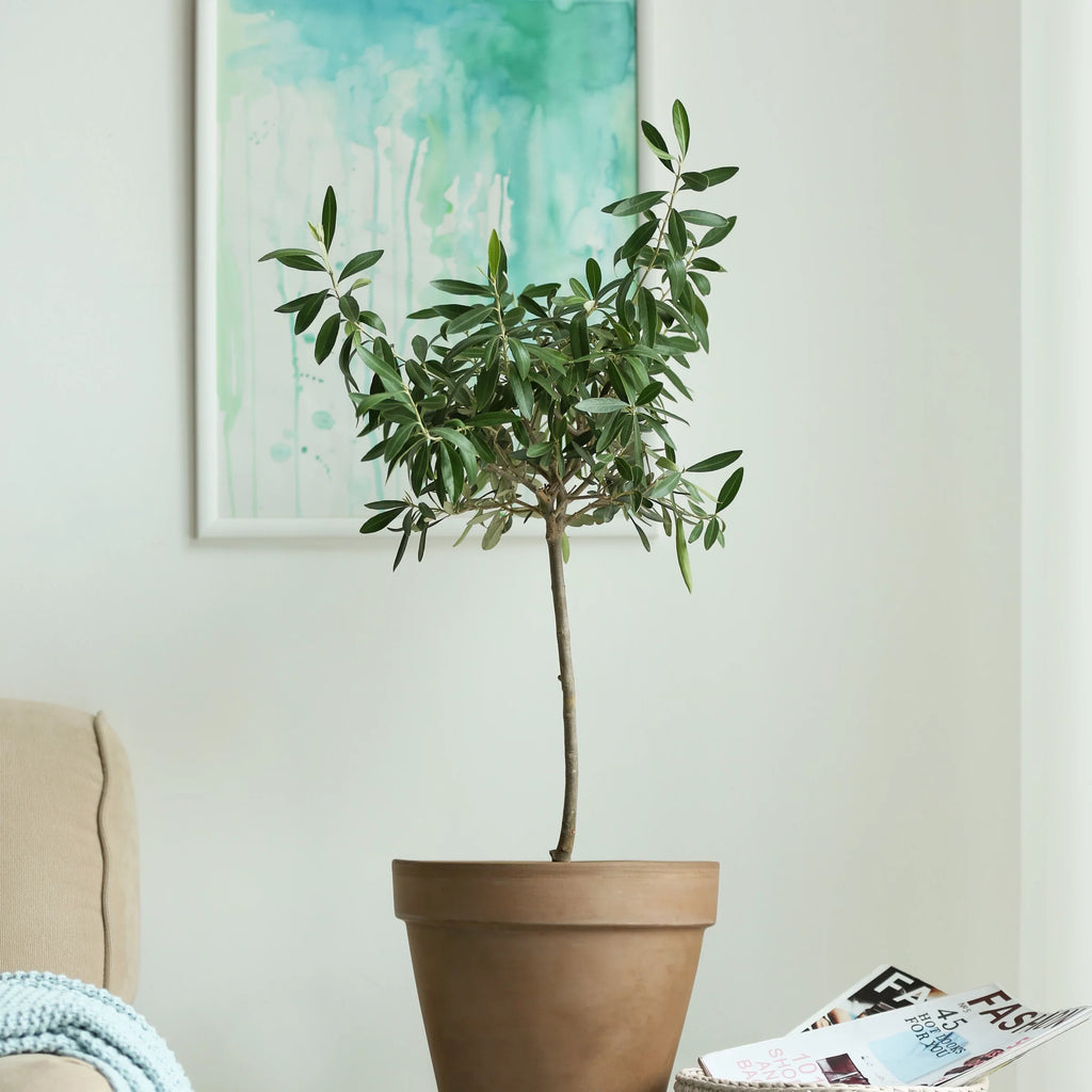 Olive Tree in Grower Container - 1 Piece H89271