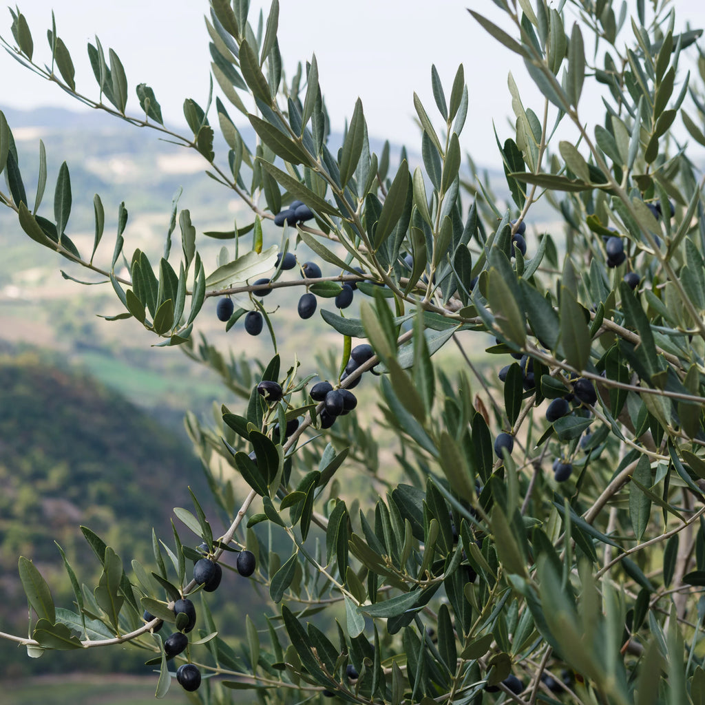 Olive Tree in Grower Container - 1 Piece H89271