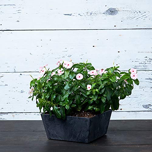 Black 12-Inch Square Planter S363