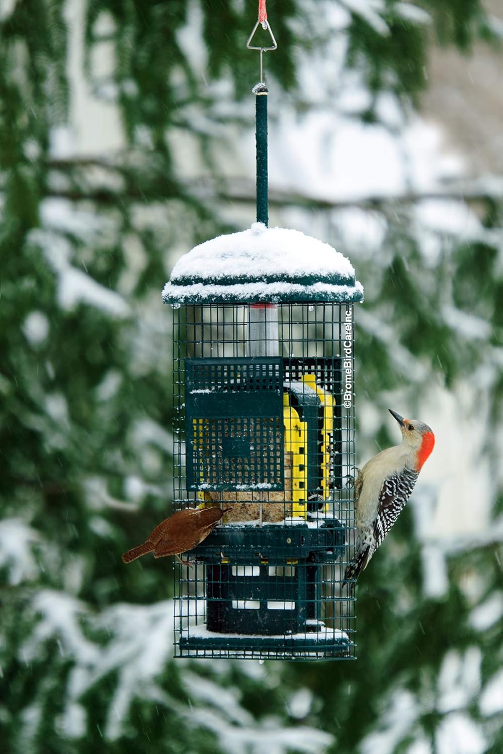 Green Suet Bird Feeder with 2 Suet Cake Trays K82129