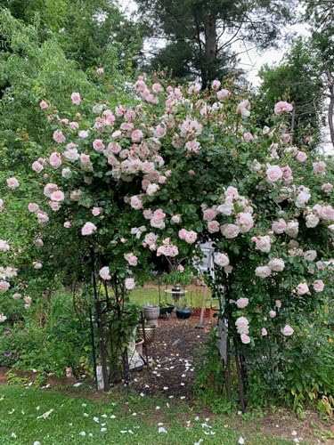 1 Gallon Live Rose Plant X784305