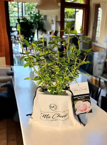 1 Gallon Live Rose Plant X784305