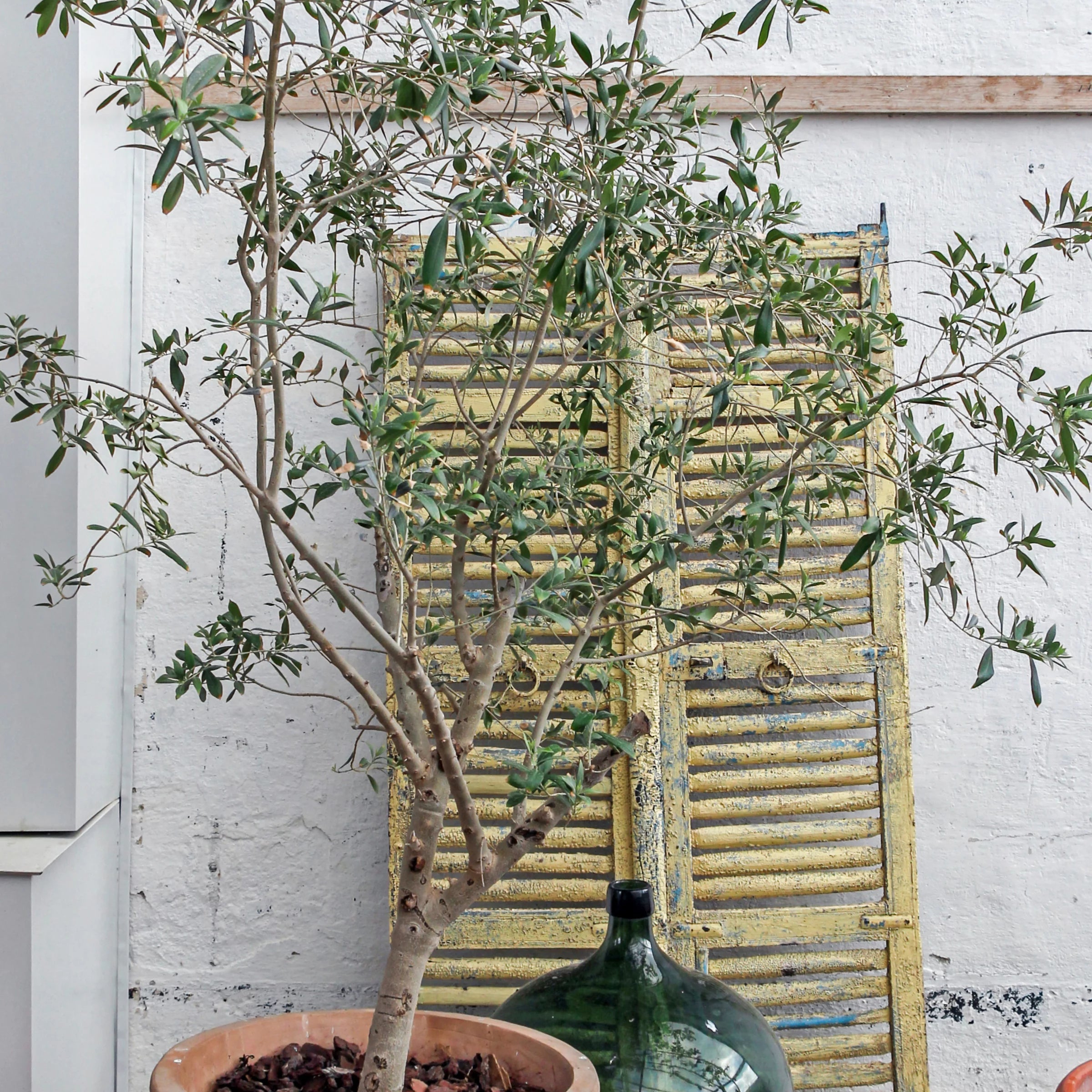 Olive Tree in Grower Container - 1 Piece H89271